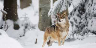 Wilk spacerował niedaleko domów w Starych Oleszycach. Urząd apeluje o ostrożność