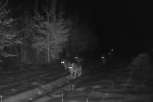 Wilki ponownie na nagraniu z lasów Nadleśnictwa Lubaczów. Widać całą watahę