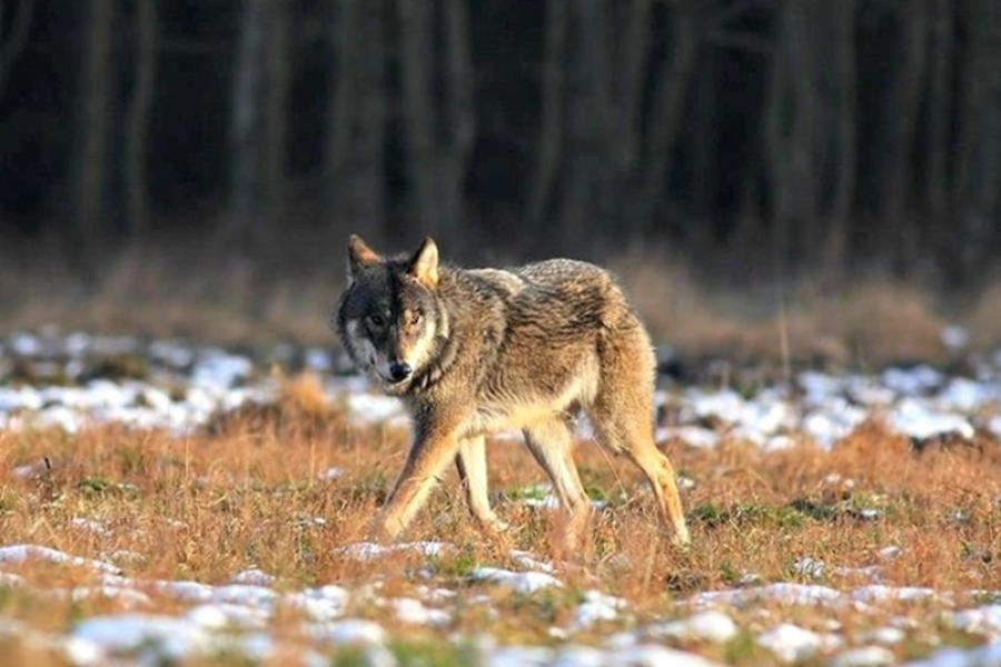 Oleszyce: samotny wilk spacerował niedaleko domów [VIDEO]