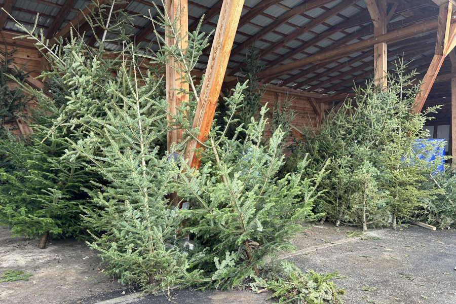 Leśnicy ruszają ze sprzedażą choinek prosto z lasu. Sprawdź ceny