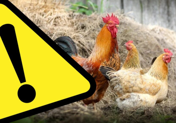 Ptasia grypa w powiecie lubaczowskim. Jest rozporządzenie Powiatowego Lekarza Weterynarii 