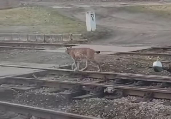 Spacer po torach? Dla tego rysia to nic nadzwyczajnego! [VIDEO]