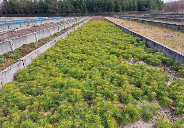 Leśnicy z Oleszyc ruszają ze sprzedażą sadzonek drzew – sprawdź ofertę