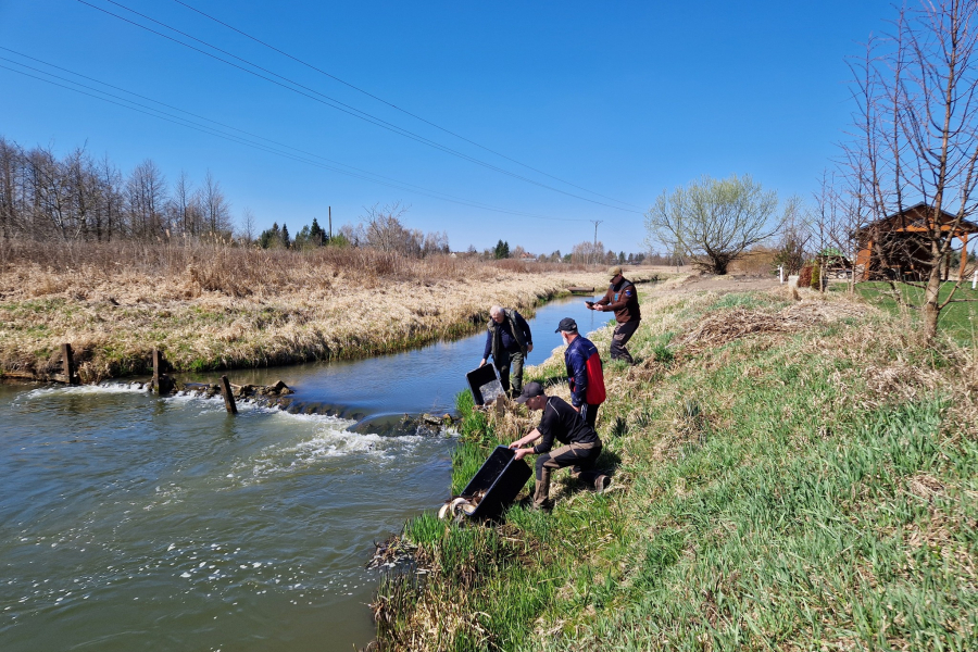 Szczupaki wypuszczone. Wędkarze zarybili Lubaczówkę i Wirową [ZDJĘCIA]