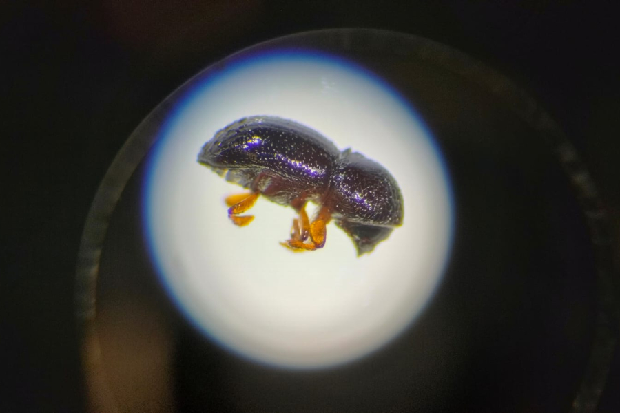 Drzewotocz japoński w naszych lasach. Leśnicy: „Mały kornik, wielki problem”