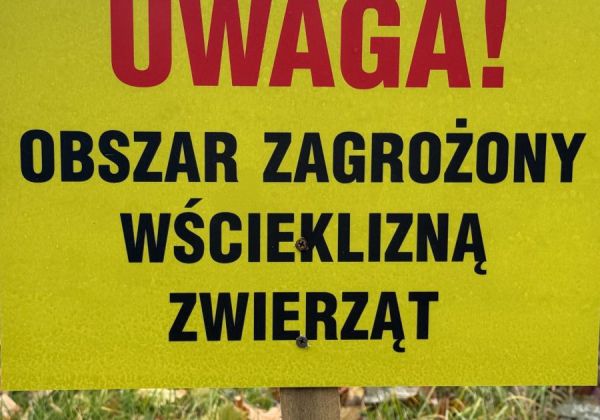 Wścieklizna w gminie Oleszyce. Wyznaczono obszar zagrożony