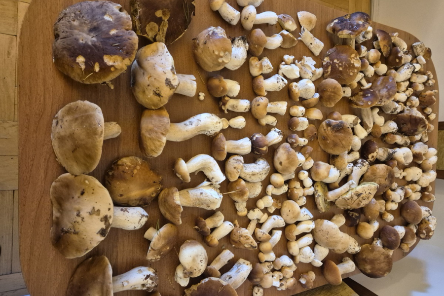 200 prawdziwków w dwie godziny! W lasach pojawiły się grzyby [ZDJĘCIA]