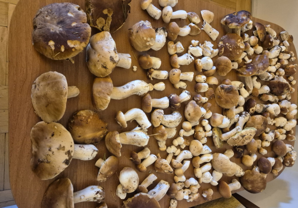 200 prawdziwków w dwie godziny! W lasach pojawiły się grzyby [ZDJĘCIA]