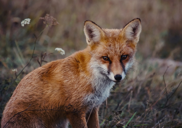Kolejne ognisko wścieklizny w powiecie lubaczowskim