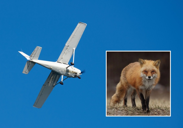 Alert RCB: Rusza akcja szczepienia lisów przeciw wściekliźnie