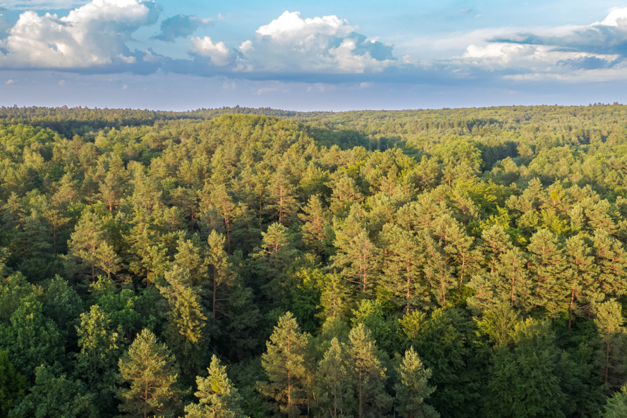 Powiat lubaczowski: myśliwi i weterynarze sprawdzą lasy w poszukiwaniu padłych zwierząt