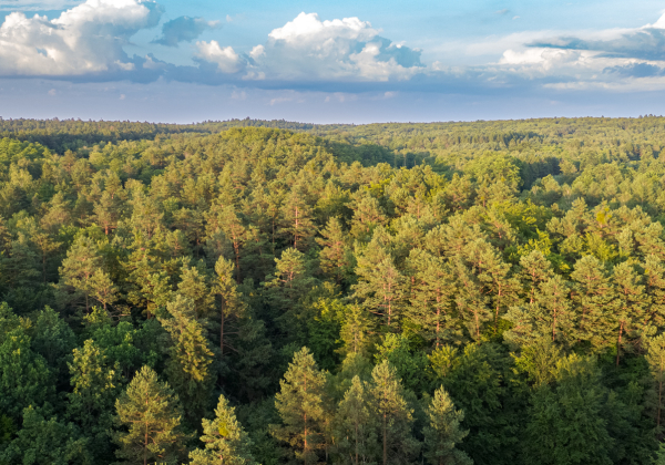 Powiat lubaczowski: myśliwi i weterynarze sprawdzą lasy w poszukiwaniu padłych zwierząt