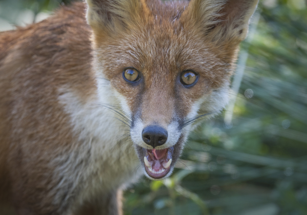 Myśliwi pomogą w zwalczaniu wścieklizny w powiecie lubaczowskim