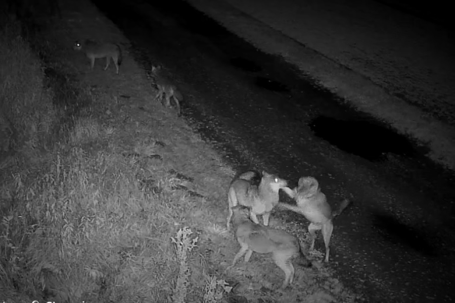 Sześć wilków na jednym nagraniu. Leśnicy z Oleszyc pokazali nowe ujęcia z fotopułapki [VIDEO]