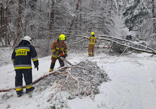 Powalone drzewa i przerwy w dostawie prądu. Ponad 20 interwencji strażaków [ZDJĘCIA]