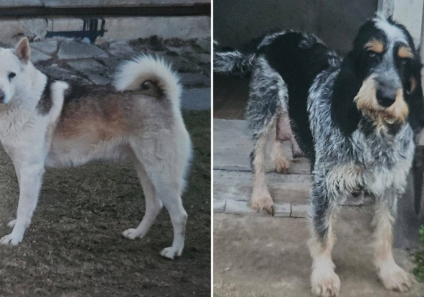 Zaginęły dwa psy w Oleszycach. Właściciel prosi o pomoc