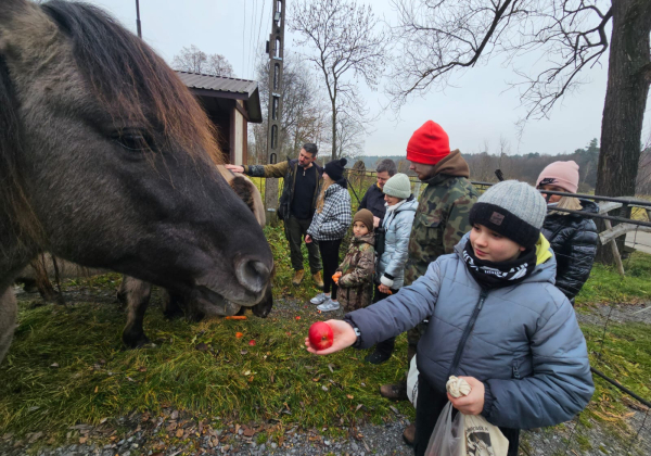 Jak koniki polskie pomagają ptakom? Uczniowie z Oleszyc działają na rzecz przyrody