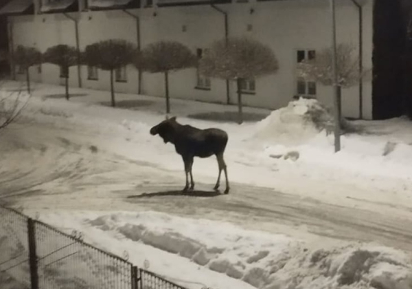 Łoś spacerował ulicami Oleszyc [ZDJĘCIA][VIDEO]