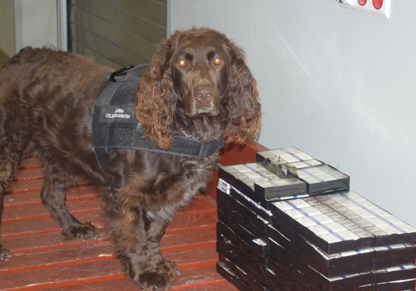 Budomierz: Pies Jagger wywęszył kontrabandę w autokarze