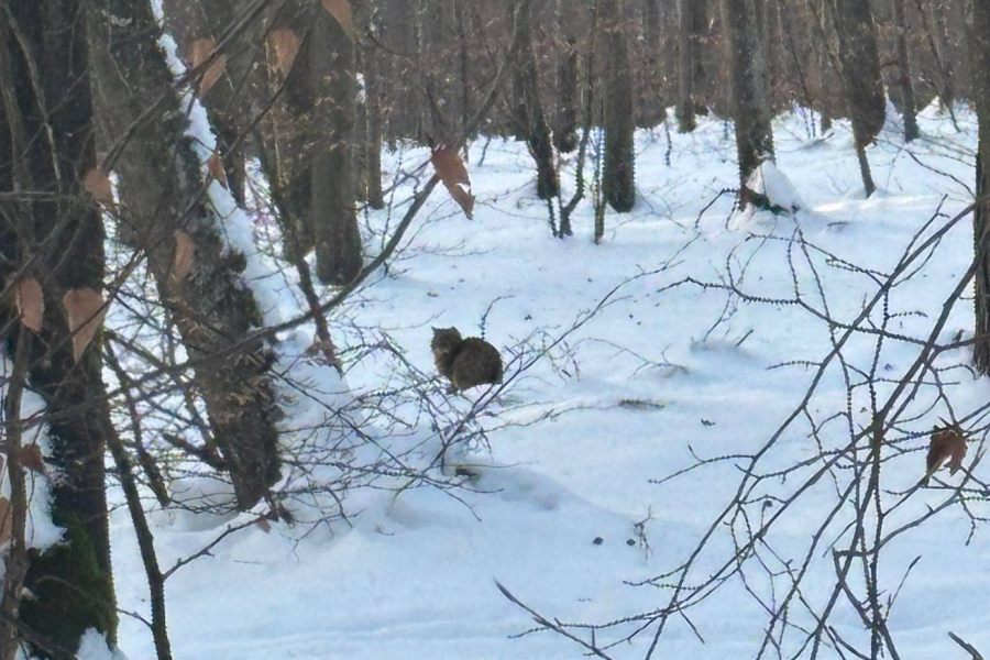 Żbik znów pojawił się w lasach Nadleśnictwa Oleszyce. Leśnicy pokazali zdjęcia