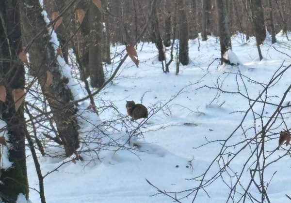 Żbik znów pojawił się w lasach Nadleśnictwa Oleszyce. Leśnicy pokazali zdjęcia