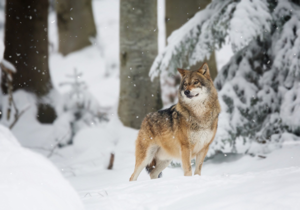 Wilk spacerował niedaleko domów w Starych Oleszycach. Urząd apeluje o ostrożność