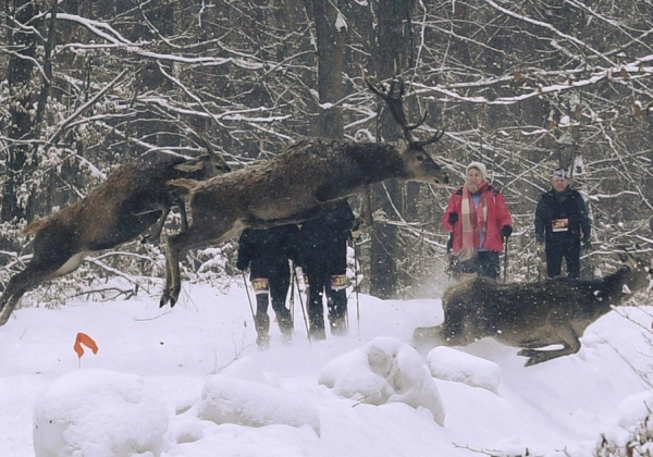 Niesamowite zdjęcie podczas zawodów w lesie. Jerzy Skoczylas uchwycił wyjątkowy moment