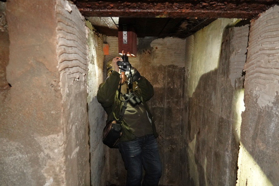 Rekordowa liczba nietoperzy w lasach Nadleśnictwa Lubaczów. Zimują w bunkrach