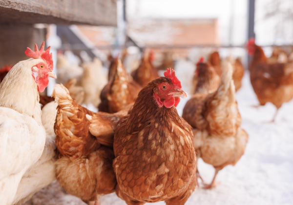 Grypa ptaków. Hodowcy drobiu w powiecie lubaczowskim muszą stosować nowe zasady