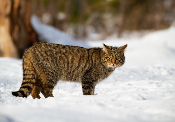 Żbik pojawił się również w lasach Nadleśnictwa Lubaczów [VIDEO]