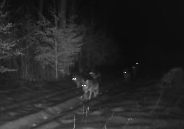 Wilki ponownie na nagraniu z lasów Nadleśnictwa Lubaczów. Widać całą watahę