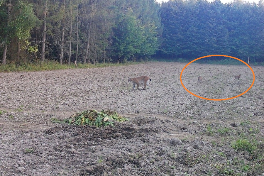 Rysia rodzina w lasach Nadleśnictwa Narol. Wyjątkowe ujęcie z fotopułapki