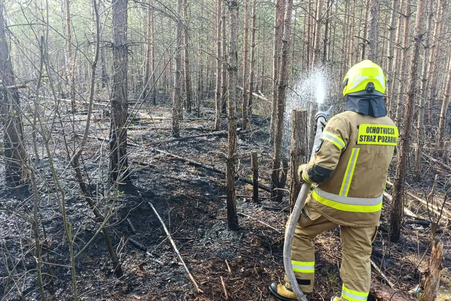 Kolejny pożar lasu. Siedem zastępów walczyło z ogniem w gminie Narol