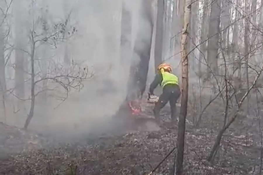 Niezwykła odwaga Krzysztofa Sycza. Wycinał płonące drzewa, by ratować las [VIDEO]