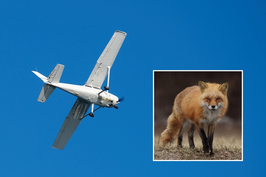 Szczepionki dla lisów będą zrzucane z samolotów. Wydano alert RCB