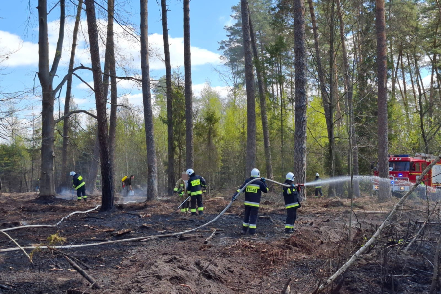 fot. Nadleśnictwo Sieniawa