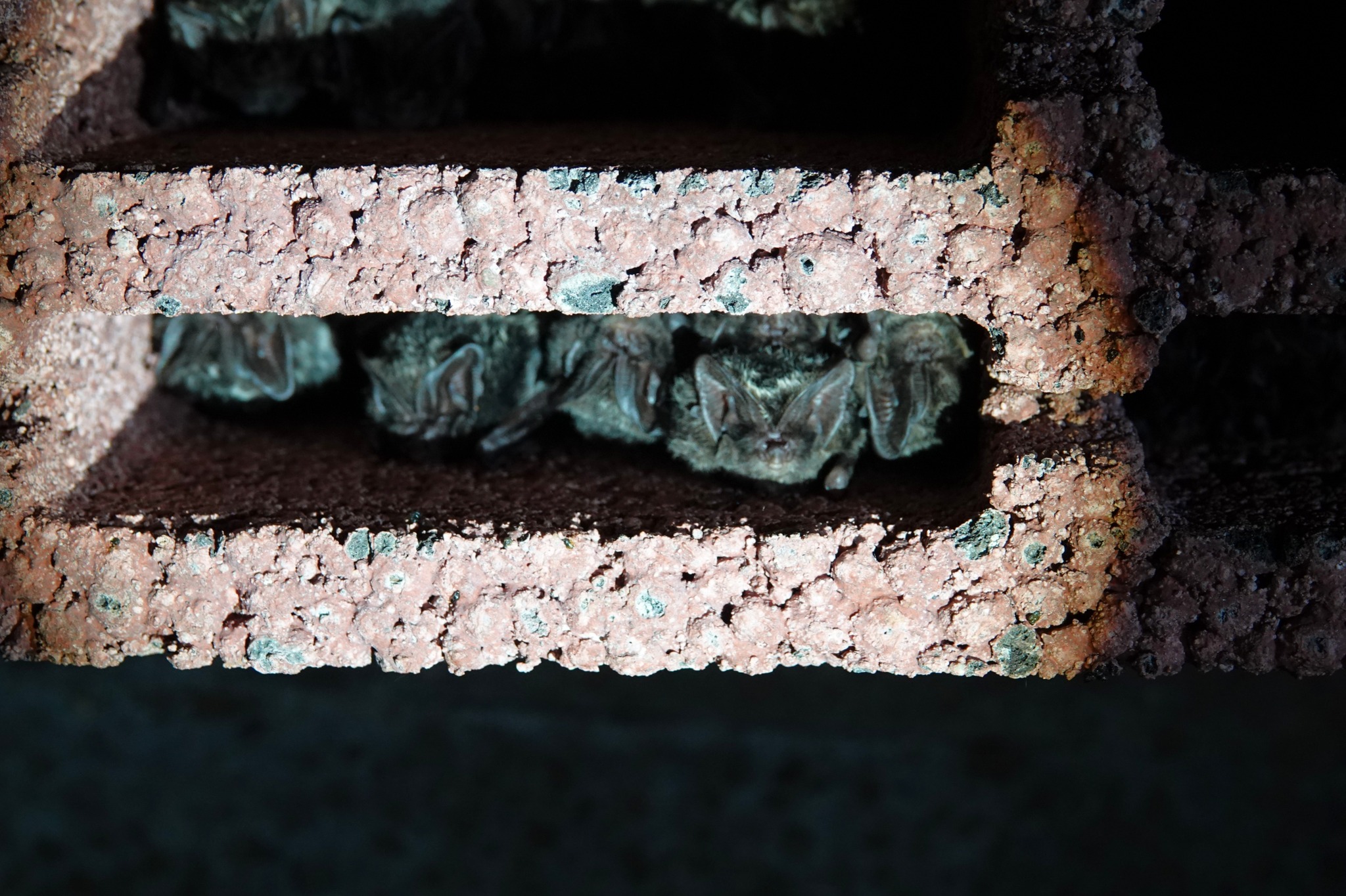 fot. Nadleśnictwo Lubaczów