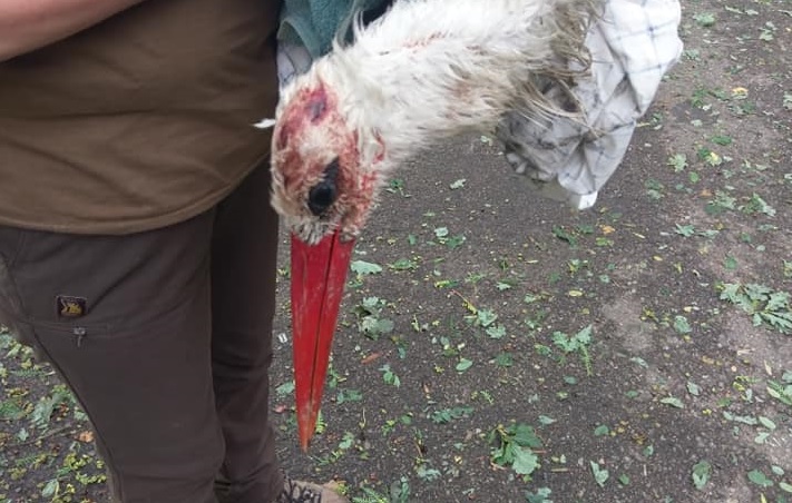Grad zabił młodego bociana. Drugiego uratowali leśnicy z Oleszyc