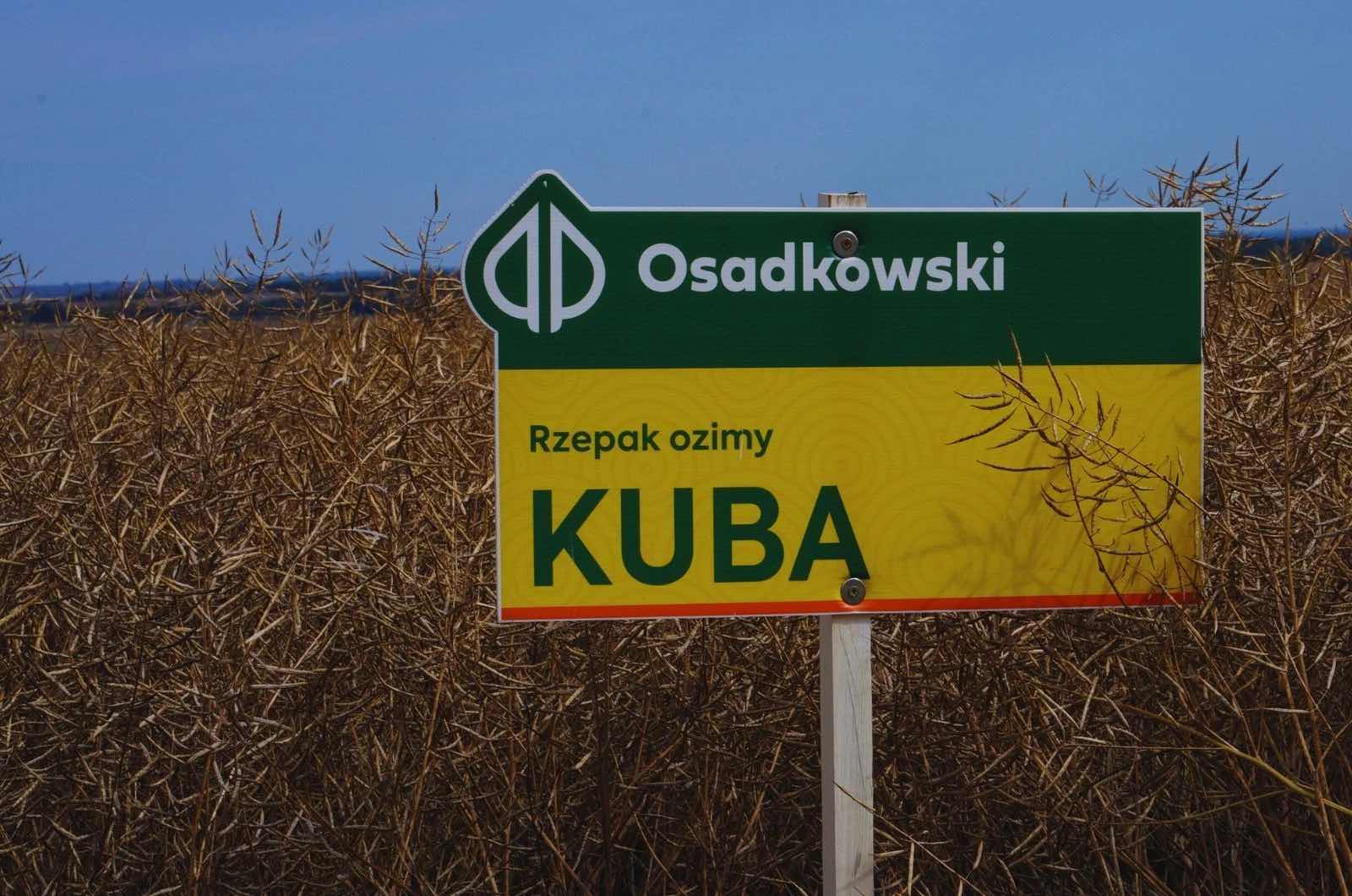 Odmiany populacyjne rzepaku — jakie odmiany są godne uwagi?